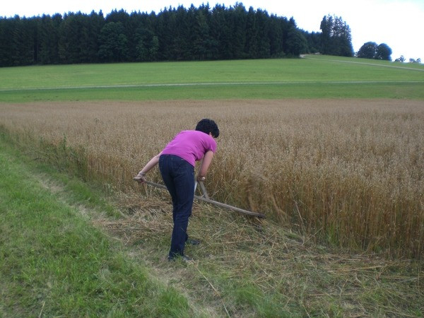 2010 strohschneiden 20110329